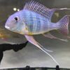 Geophagus Altifrons Juvenile