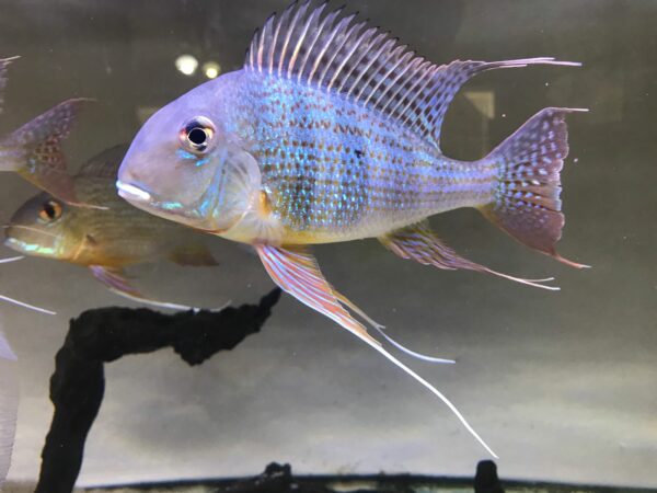 Geophagus Altifrons Juvenile