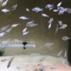 Geophagus Altifrons Juvenile - Image 3