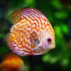 Discus Fish Juvenile - Image 2