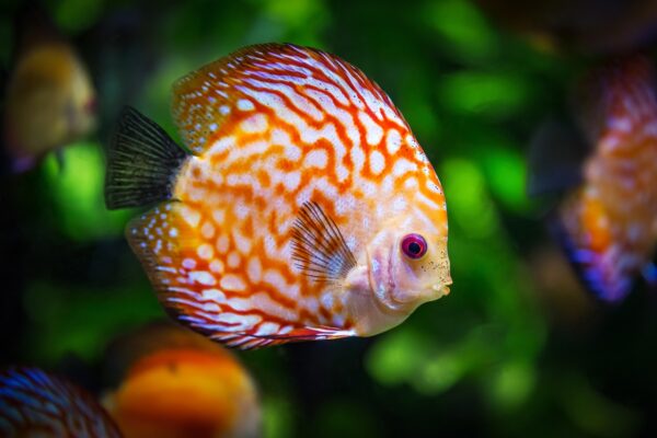 Discus Fish Juvenile - Image 2