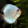 discus fish, fish, aquarium-1040949.jpg