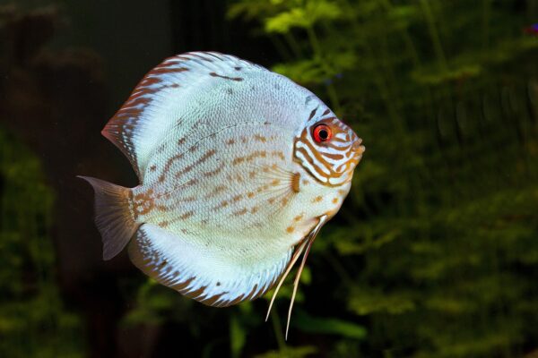 discus fish, fish, aquarium-1040949.jpg