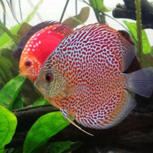 discus fish, leopard, fish-1727836.jpg