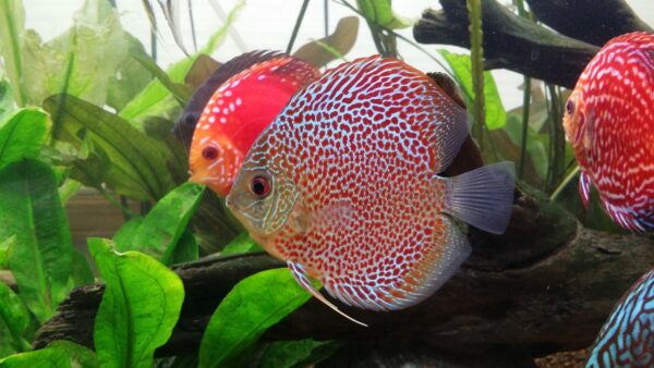 discus fish, leopard, fish-1727836.jpg