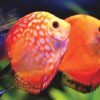 Discus Fish Juvenile - Image 3
