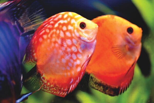 Discus Fish Juvenile - Image 3