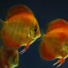 fish, red discus, aquarium-5890688.jpg
