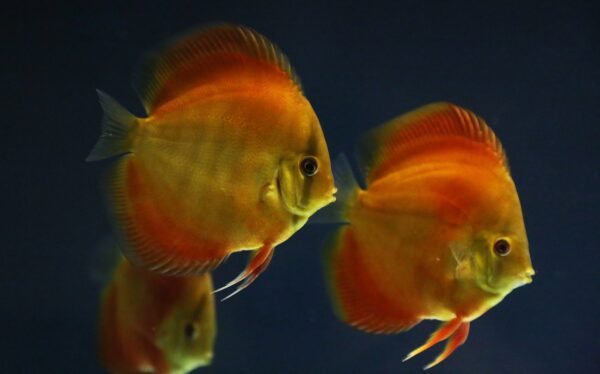 fish, red discus, aquarium-5890688.jpg