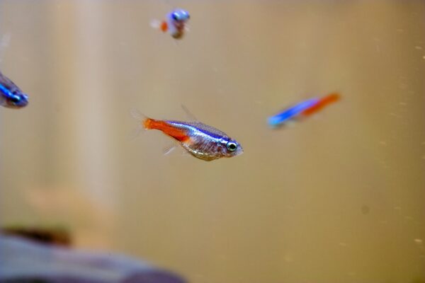 neon tetra, freshwater fish, fish-7029511.jpg