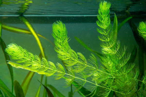 Hornwort - Image 3