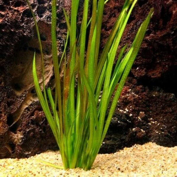 Vallis plant (Eel grass) Large